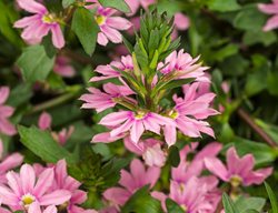 Whirlwind Pink Scaevola, Pink Fan Flower
Proven Winners
Sycamore, IL