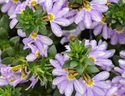 Whirlwind Starlight Scaevola, Blue And White Fan Flower
Proven Winners
Sycamore, IL