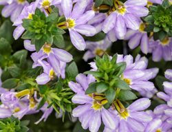 Whirlwind Starlight Scaevola, Fan Flower
Proven Winners
Sycamore, IL