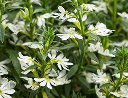 Whirlwind White Scaevola, Fan Flower, White Flowers
Proven Winners
Sycamore, IL