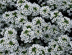 White Alyssum, Snow Princess
Proven Winners
Sycamore, IL
