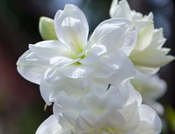 White Amaryllis, Alfresco
Shutterstock.com
New York, NY