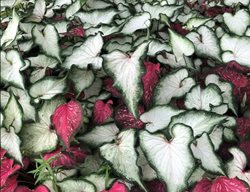 White And Red Caladiums
Proven Winners
Sycamore, IL