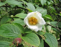 White Blossom, Stewartia Tree
Garden Design
Calimesa, CA