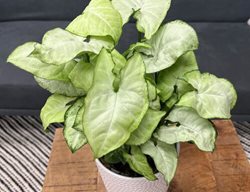 White Butterfly Arrowhead Plant, Syngonium
Proven Winners
Sycamore, IL