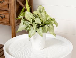 White Butterfly Arrowhead Vine, Syngonium Podophyllum
Proven Winners
Sycamore, IL