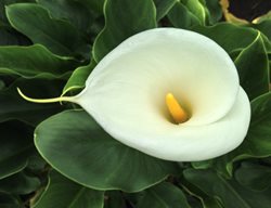 White Calla Lily, White Flower
Creative Commons
