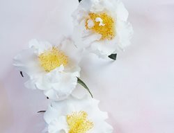 White Camellia, Silver Waves Camellia
Garden Design
Calimesa, CA