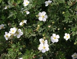 White Cinquefoil, Happy Face, Potentilla Fruticosa
Proven Winners
Sycamore, IL