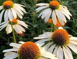 White Coneflower, Echinacea 'alba'
Fieldwork Design Group
IL