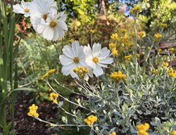 White Cosmos Flower
Garden Design
Calimesa, CA