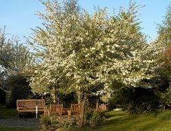 White Crabapple Tree, Malus Sargentii
Garden Design
Calimesa, CA