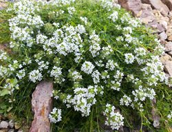 White Creeping Thyme, Thymus Paocos 'albiflorus'
Shutterstock.com
New York, NY