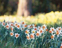 White Daffodil, Narcissus
Brent and Becky's Bulbs
Gloucester, VA
