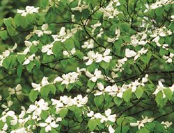 White Dogwood, Dogwood Blooms
Garden Design
Calimesa, CA