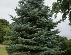 White Fir Tree, Abies Concolor
Shutterstock.com
New York, NY