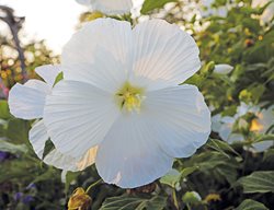 White Flower, Hibiscus
St. Lynn's Press
Pittsburgh, PA