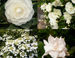 White Flowers
Monrovia
Azusa, CA