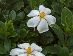 White Gem Gardenia, Dwarf Gardenia
Alamy Stock Photo
Brooklyn, NY