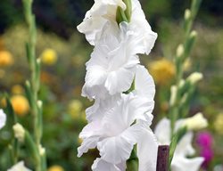 White Gladiolus, White Prosperity
Shutterstock.com
New York, NY