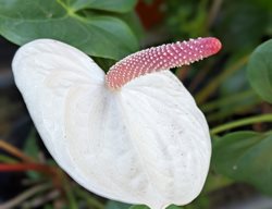 White Heart Anthurium, Anthurium Andreanum 'white Heart'
Shutterstock.com
New York, NY