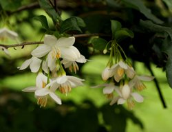White Japanese Snowbell, White Flowering Tree
Garden Design
Calimesa, CA