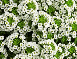 White Knight Sweet Alyssum, Lobularia
Proven Winners
Sycamore, IL