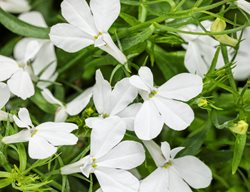 White Lobelia
Proven Winners
Sycamore, IL