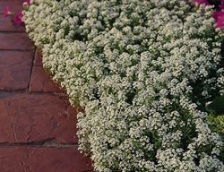 White Lobularia, Snow Crystals
Ball Horticultural Company
Chicago, IL