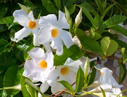 White Mandevilla, Mandevilla Boiviensis
Shutterstock.com
New York, NY