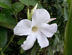 White Mandevilla, Mandevilla Boliviensis
Shutterstock.com
New York, NY