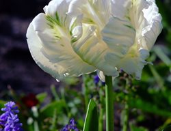 White Parrot Tulip, White Tulip
Shutterstock.com
New York, NY