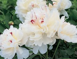 White Peony, Festiva Maxima
White Flower Farm
Litchfield, CT
