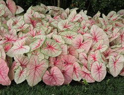 White Queen Caladium, Caladium Hortulanum, White Foliage
Alamy Stock Photo
Brooklyn, NY
