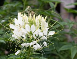 White Queen Cleome, Cleome Hassleriana, White Cleome
Shutterstock.com
New York, NY