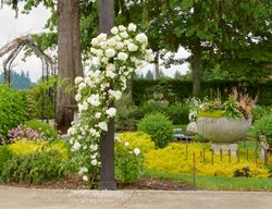 White Roses On Frame
Garden Design
Calimesa, CA