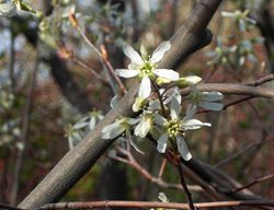 White Serviceberry, Serviceberry Tree
Garden Design
Calimesa, CA