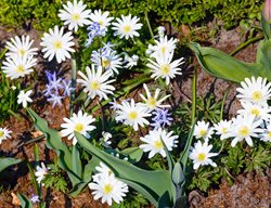White Splendour Anemone
Shutterstock.com
New York, NY