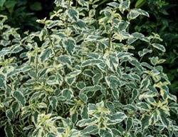 White Surprise Caryopteris, Variegated Leaf Bluebeard
Shutterstock.com
New York, NY