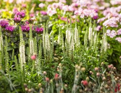 White Wands Veronica In Garden, Veronica Hybrid
Proven Winners
Sycamore, IL