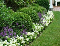White Wax Begonias
Garden Design
Calimesa, CA
