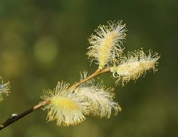 White Willow Catkins, Salix Alba
Shutterstock.com
New York, NY