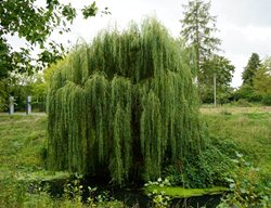 White Willow Tree, Salix Alba
Shutterstock.com
New York, NY