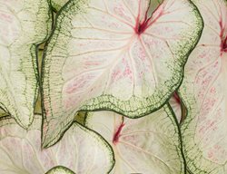White Wonder Caladium, Strap Leaf Caladium, White Leaves
Proven Winners
Sycamore, IL