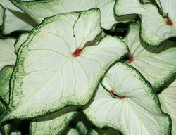 White Wonder Caladium, White And Green Leaf
Proven Winners
Sycamore, IL