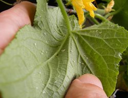 Whiteflies On Leaf, Whiteflies
Shutterstock.com
New York, NY
