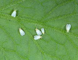 Whiteflies, Whitefly, Whiteflies On Leaf
Shutterstock.com
New York, NY