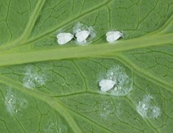 Whitefly Adults And Larvae, Garden Pest
Shutterstock.com
New York, NY