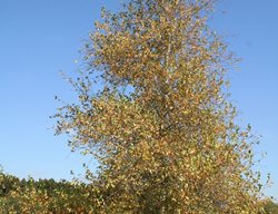 Whitespire, Grey Birch
Millette Photomedia
