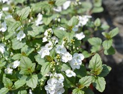 Whitewater Creeping Speedwell, Veronica Hybrid
Millette Photomedia
